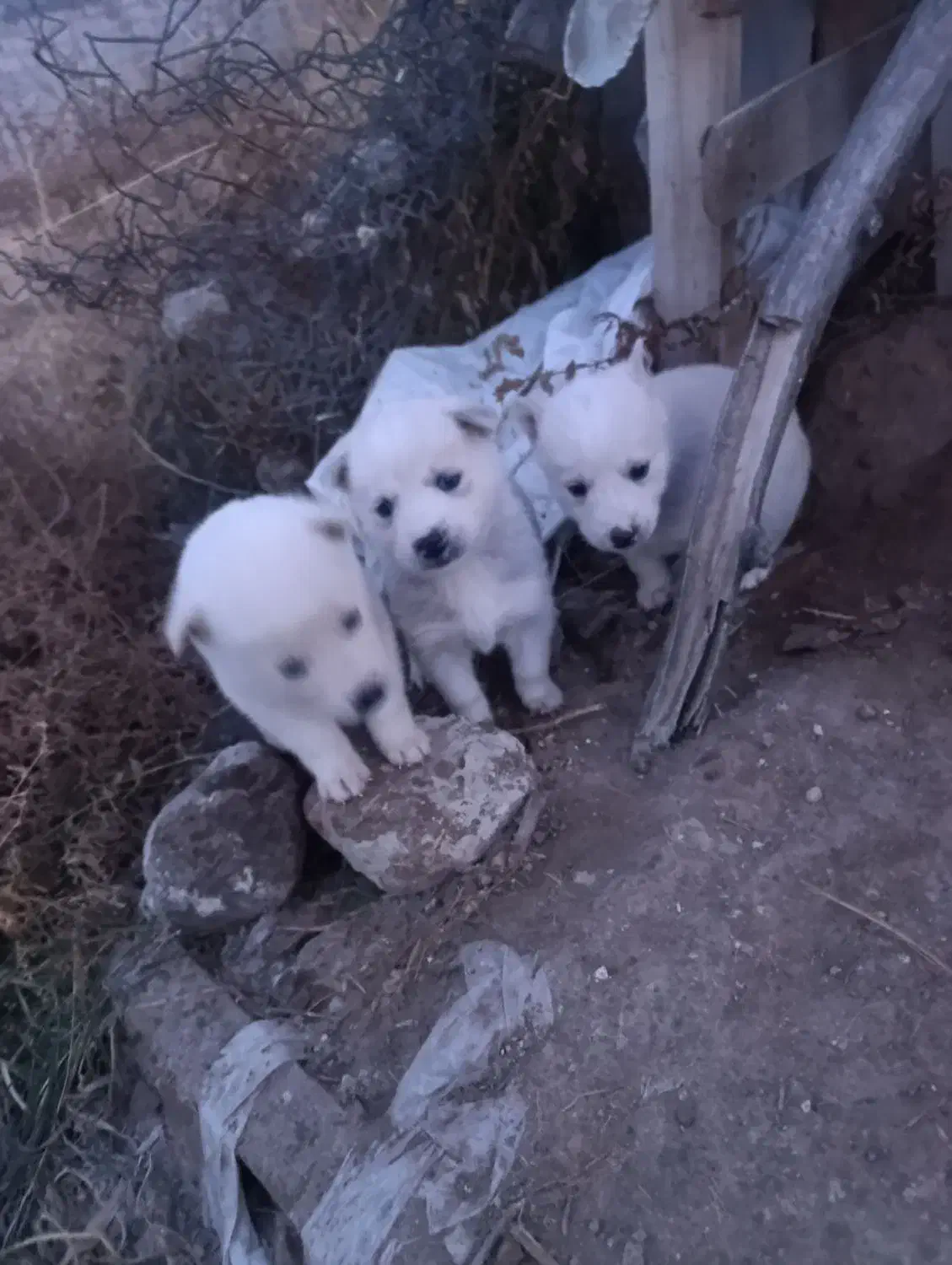 سگ هاسکی|سگ|باسمنج, |دیوار