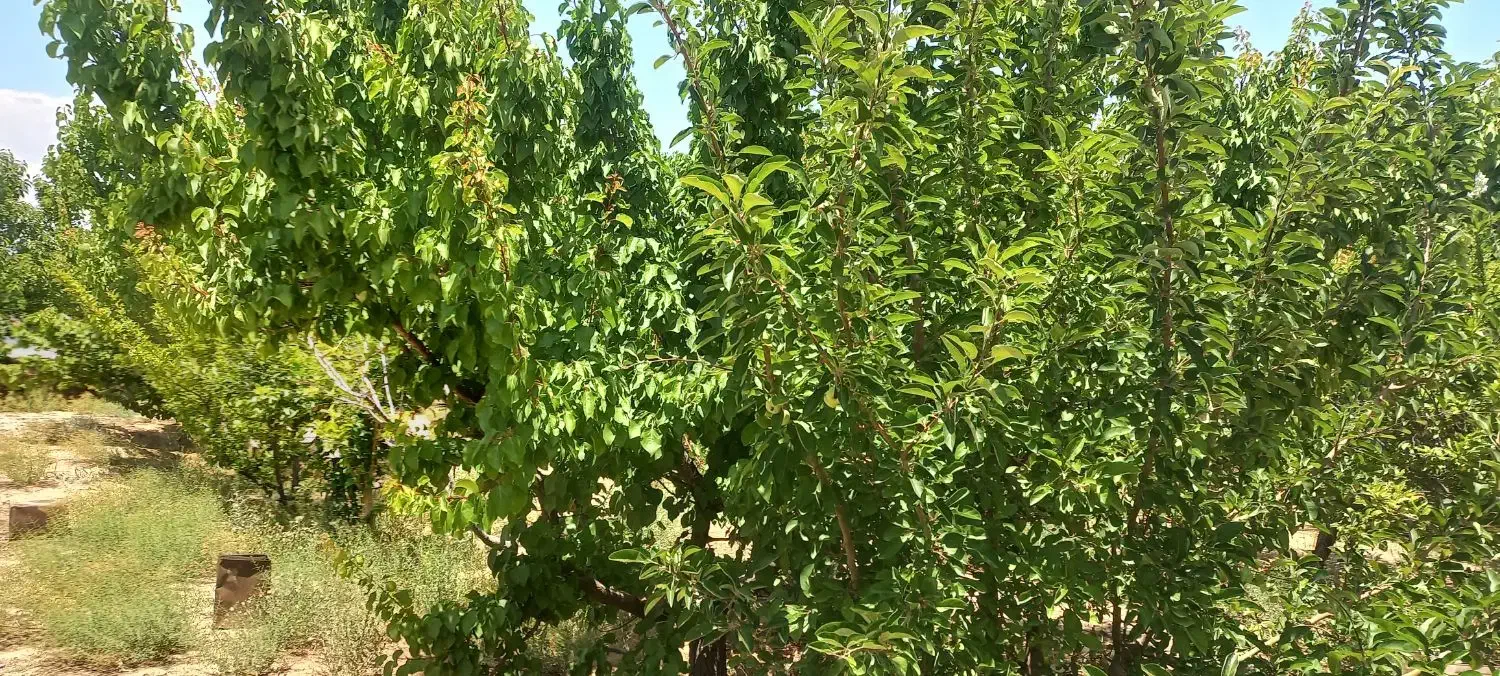 باغ ۷۵۰متری چسبیده به شاهرود|فروش زمین و ملک کلنگی|شاهرود, |دیوار