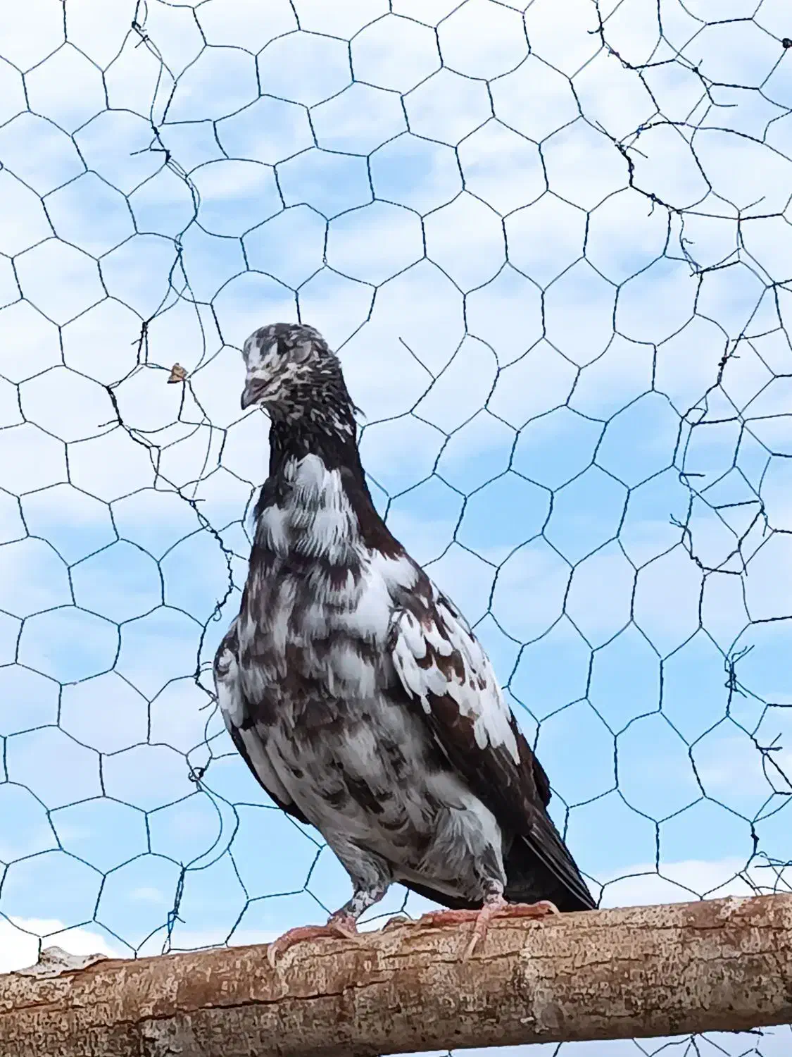 چهارعددماده|پرنده|خوی, |دیوار