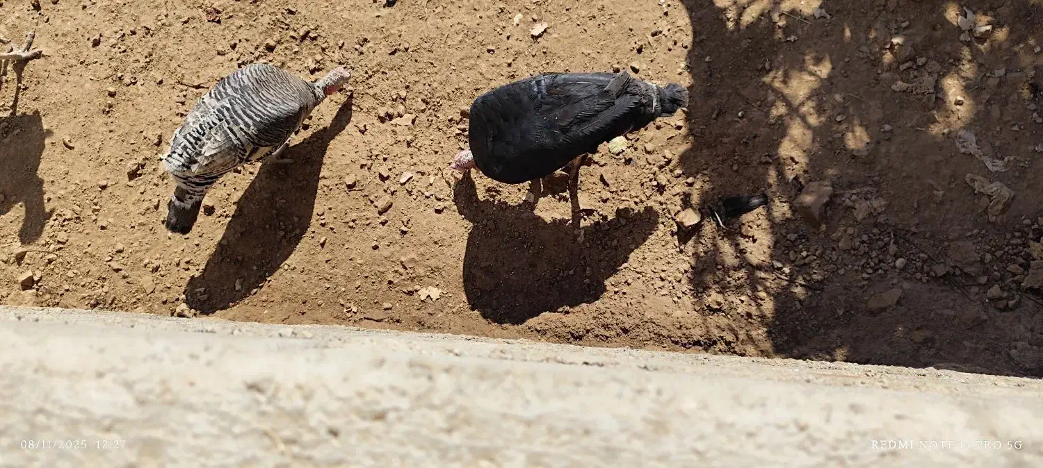 پرنده|پرنده|چاروسا, |دیوار