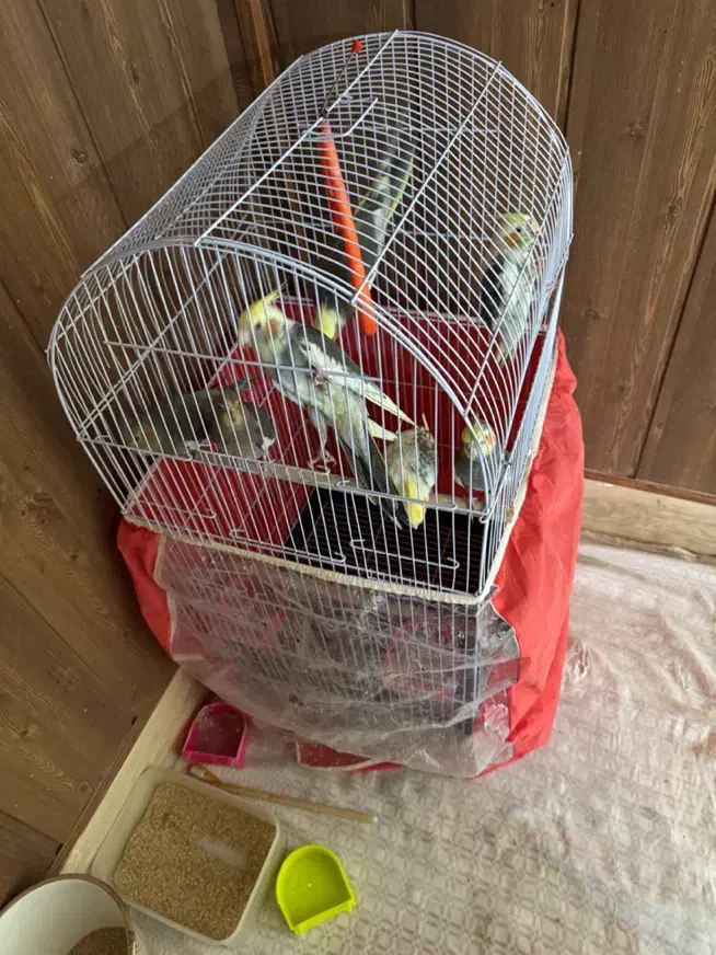 هفت عدد عروس هلندی|پرنده|تربت جام, مطهری|دیوار