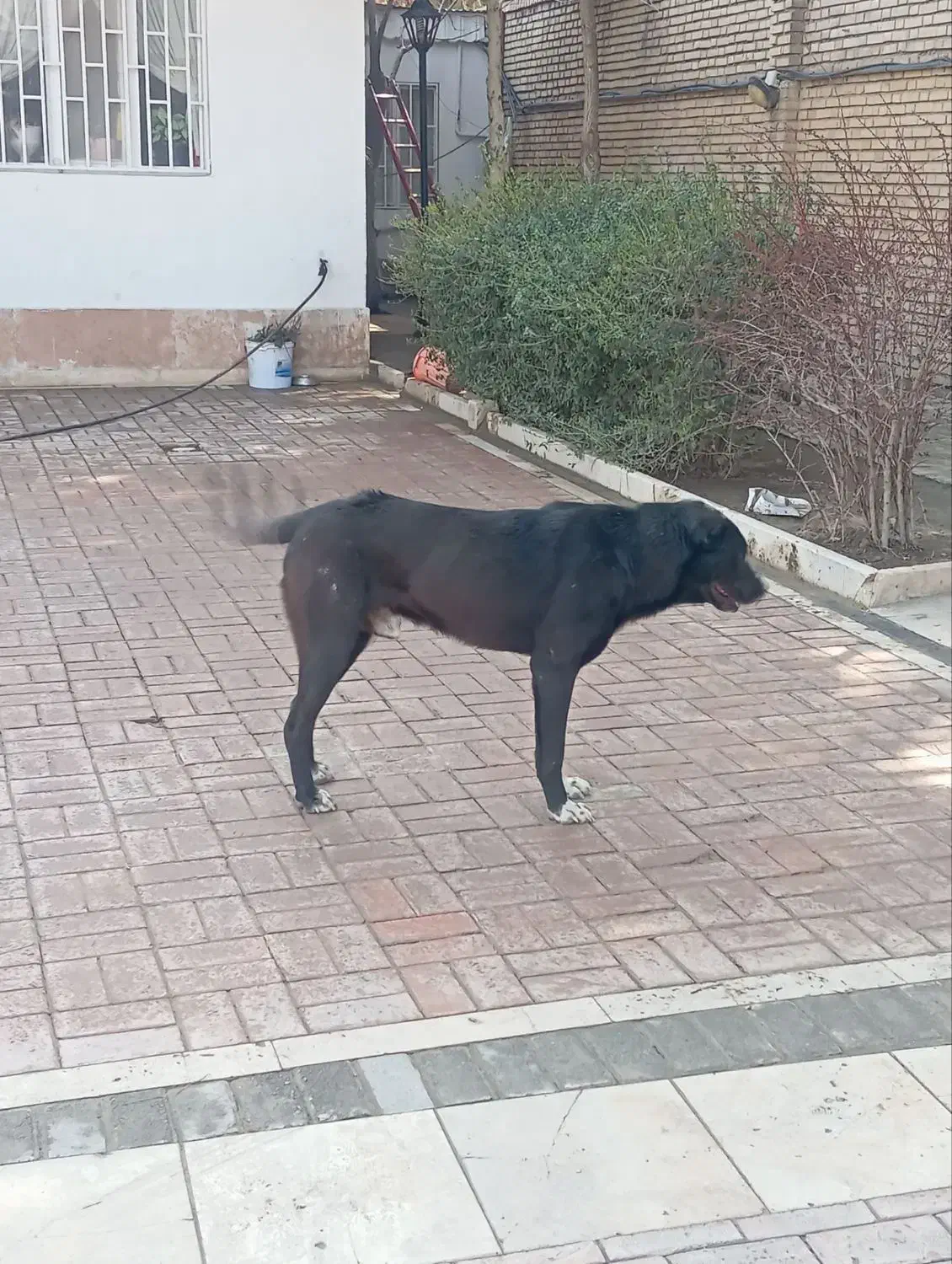 توله سرابی|سگ|شاندیز, |دیوار