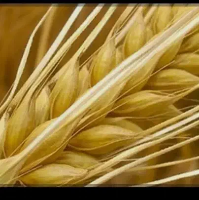 جو بومی|حیوانات مزرعه|آران و بیدگل, |دیوار