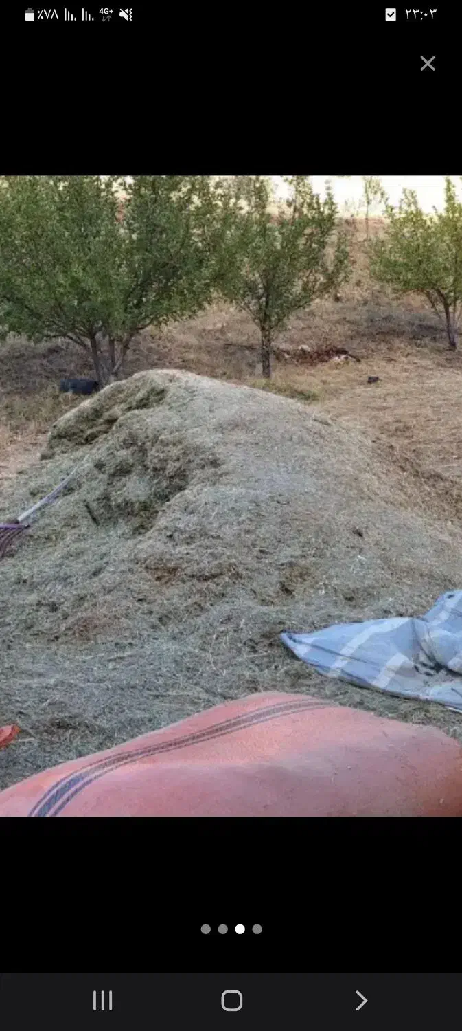 علف|لوازم جانبی حیوانات|مریوان, |دیوار