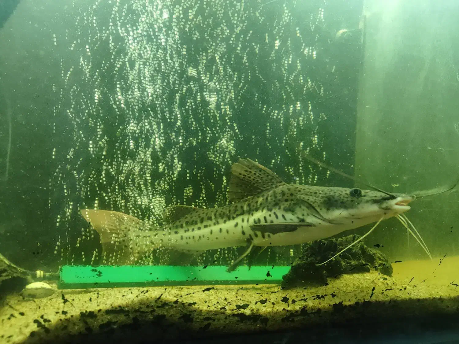 ماهی دراگون|ماهی|سهند, |دیوار