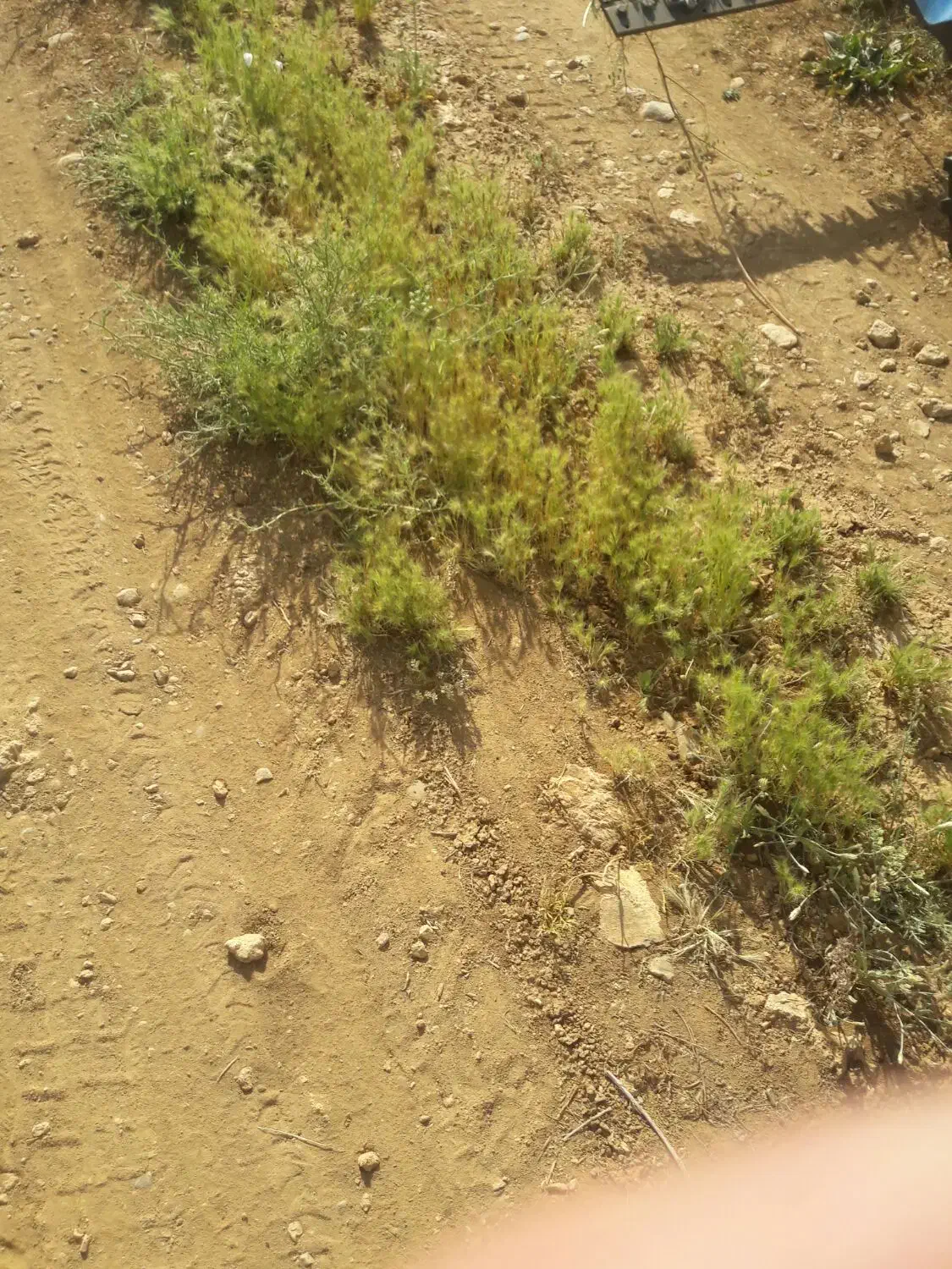 زمین باغی قسمت چهارم یزدانشهر|فروش زمین و ملک کلنگی|نجف‌آباد, یزدانشهر|دیوار