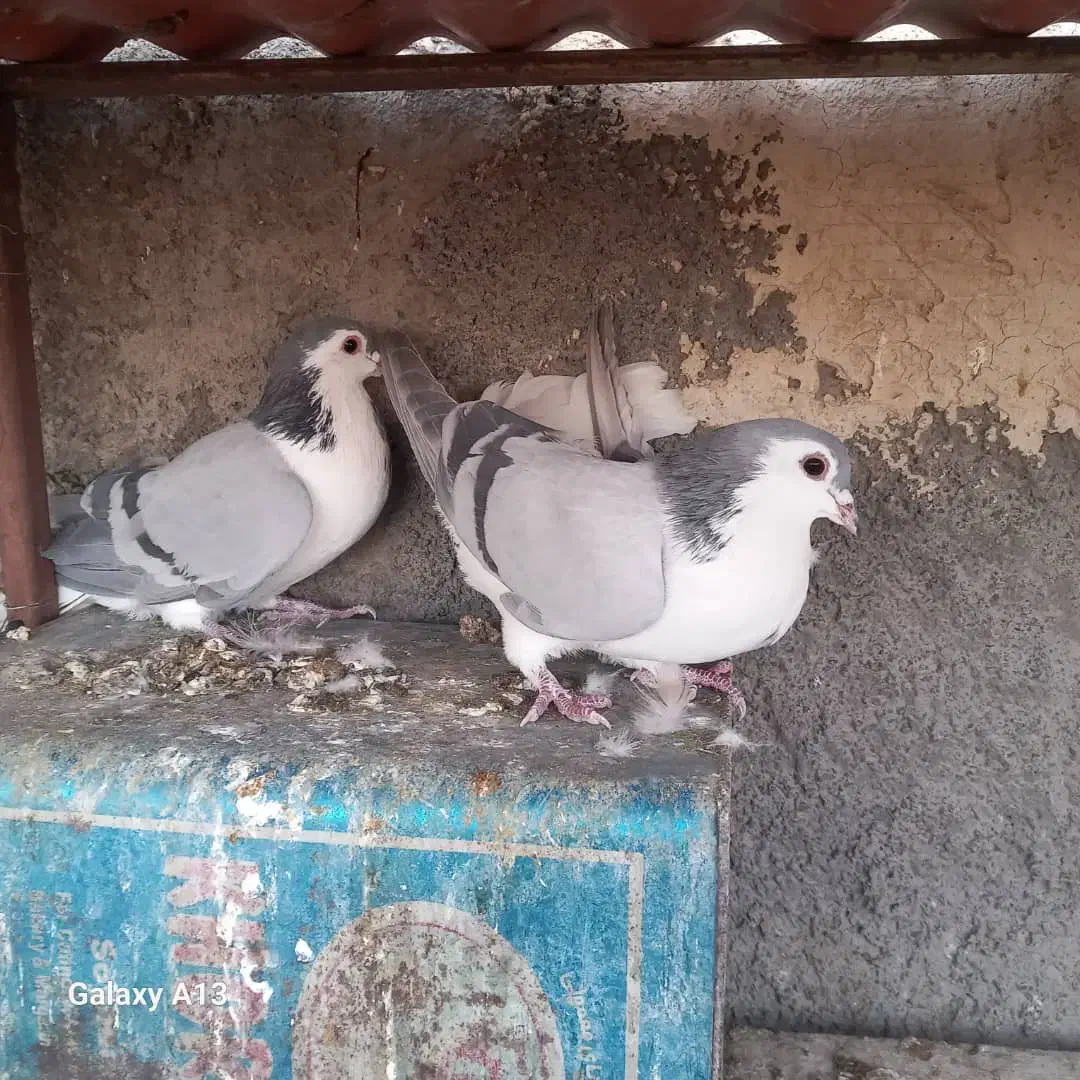 کبوتر بدرنگ پاک|پرنده|مبارکه, |دیوار