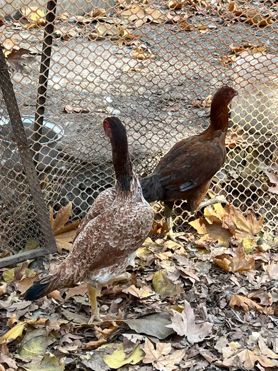 مرغ لاری|حیوانات مزرعه|آسارا, |دیوار