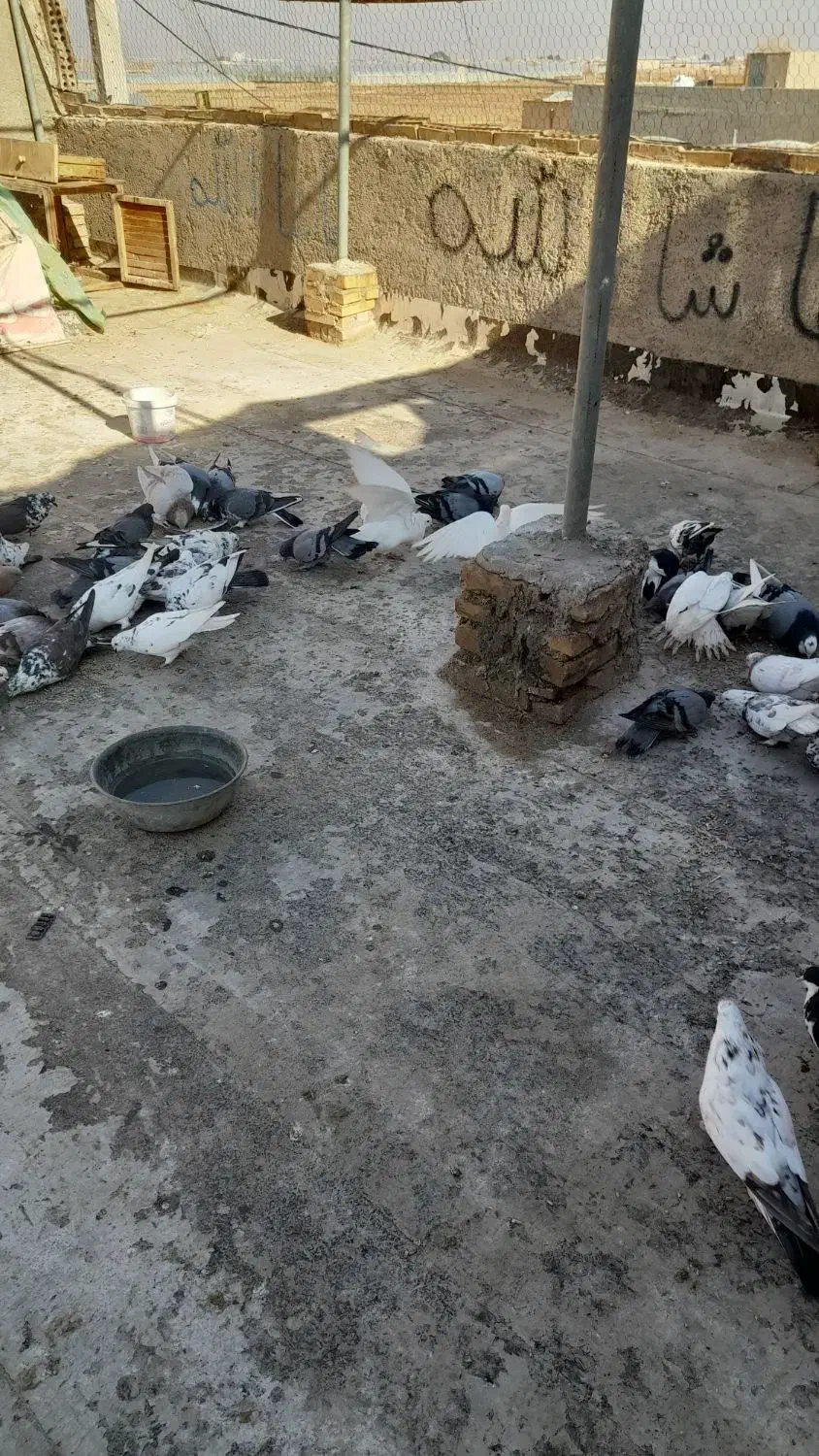 کبوتر فروشی|پرنده|اشکذر, |دیوار