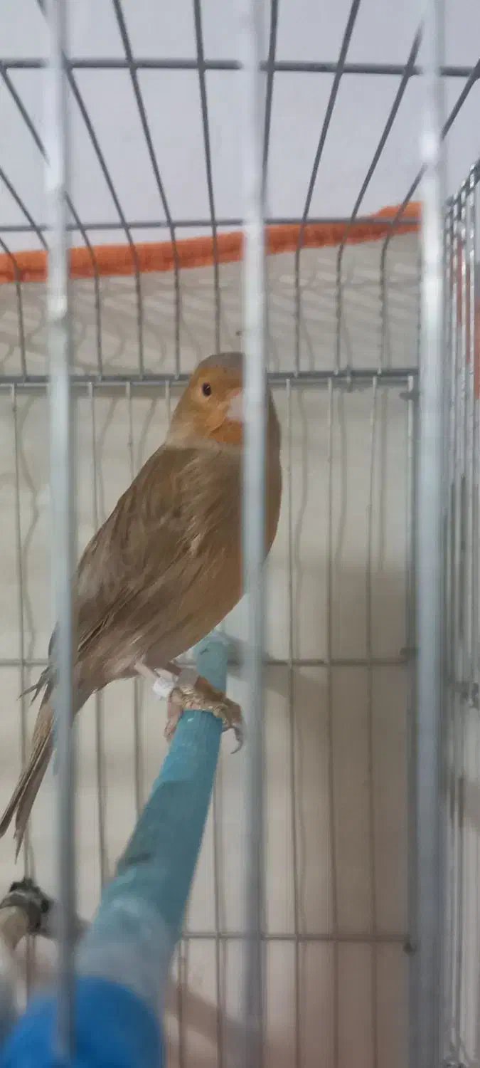 فروش قناری2/800تومان|پرنده|مرودشت, نقش رستم|دیوار