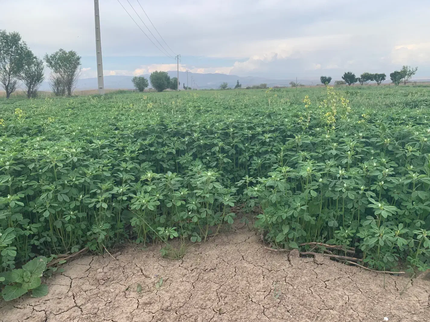 فروش گندم پیشگام و بذر شنبلیله درجه ۱|خدمات باغبانی و درختکاری|شوط, |دیوار