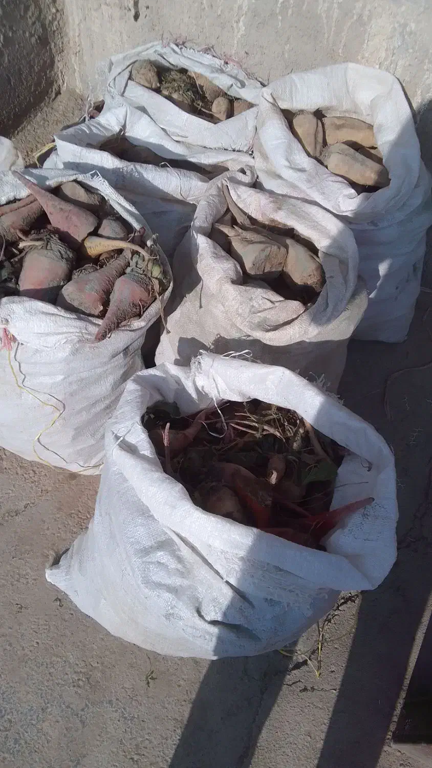 چغندر|خوردنی و آشامیدنی|قوچان, |دیوار