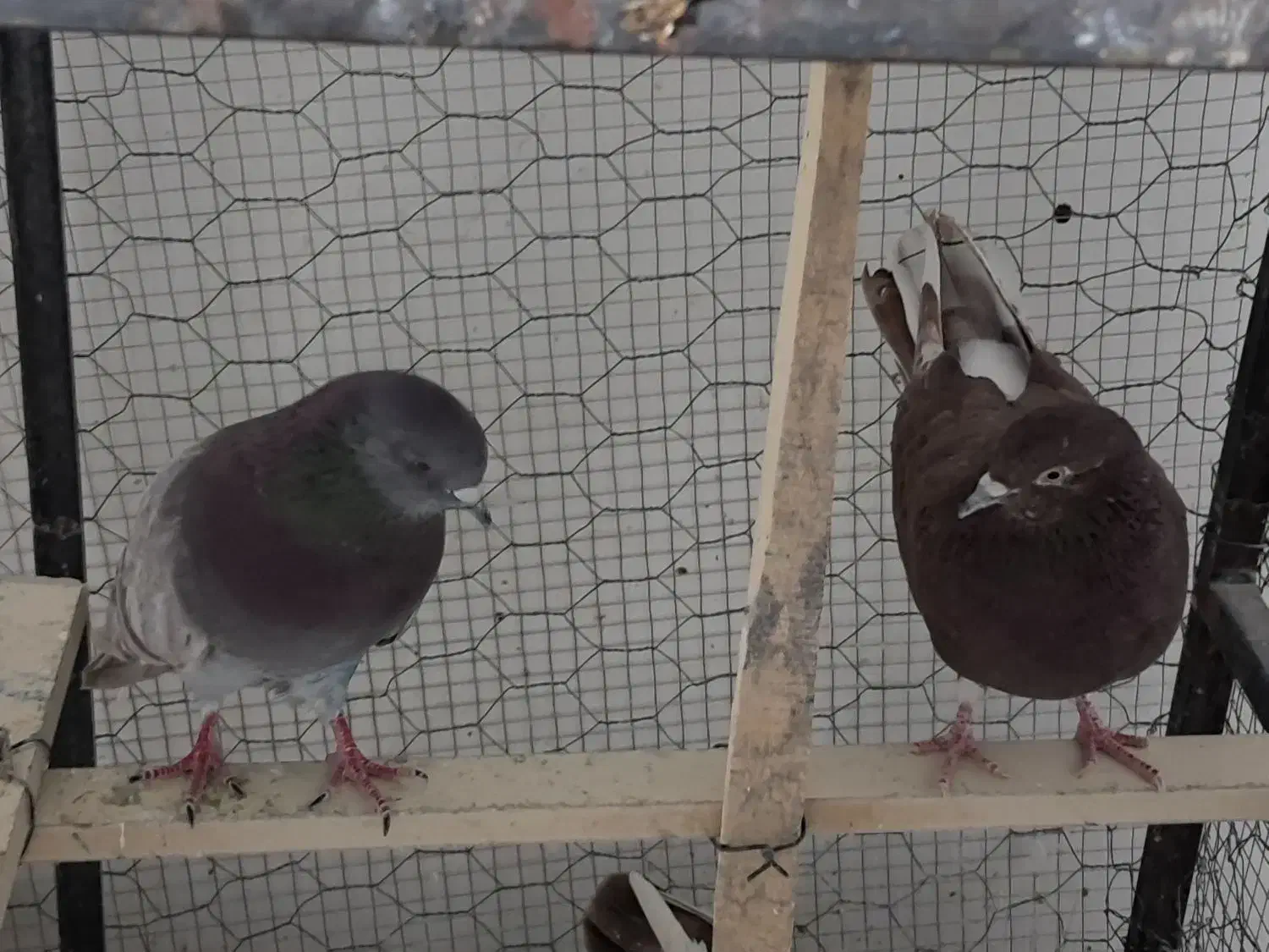 کفتر پرشی|پرنده|قرچک, شهرک صنعتی قرچک|دیوار