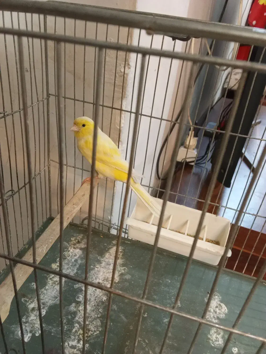 قناری سوپر بلند بخون|پرنده|تهران, مسعودیه|دیوار