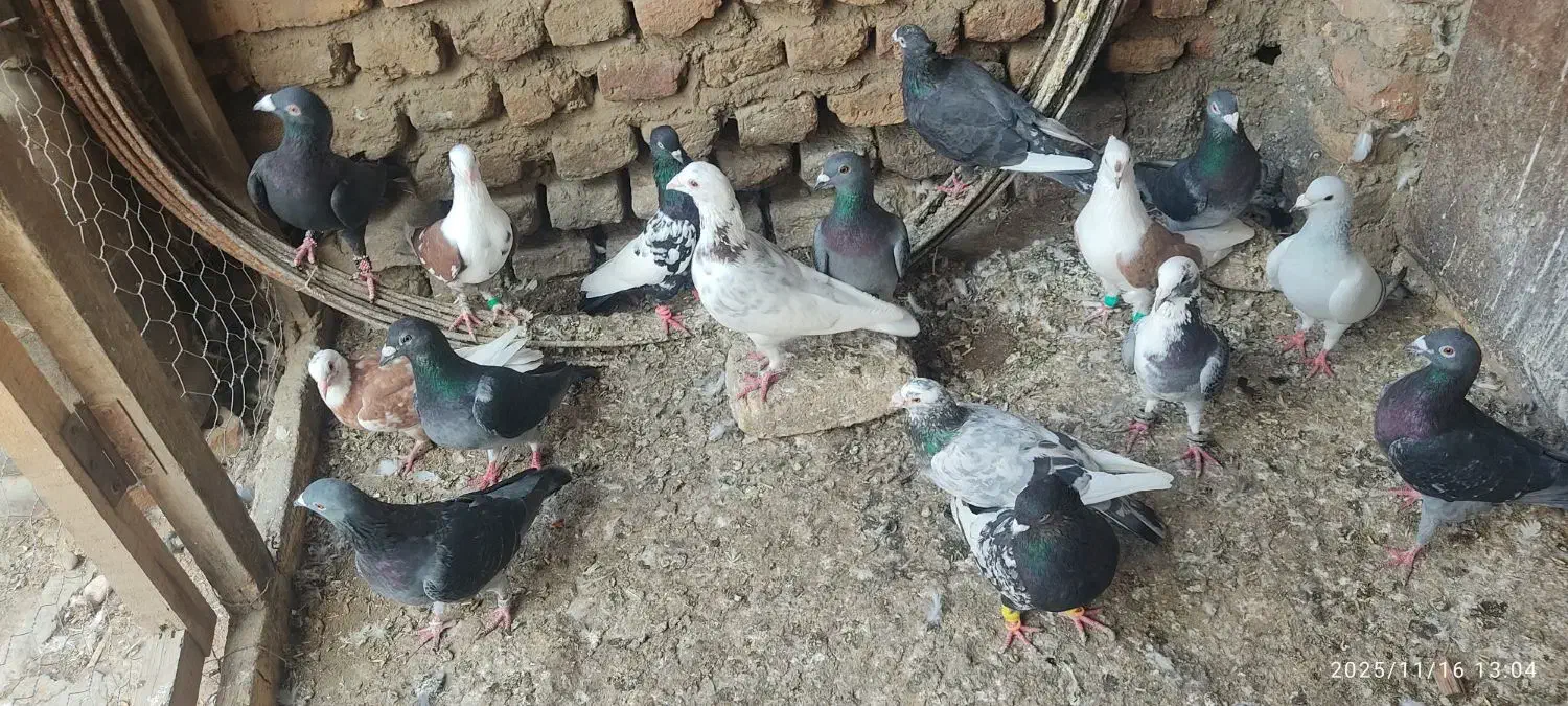 گفتر|پرنده|نگین شهر, |دیوار