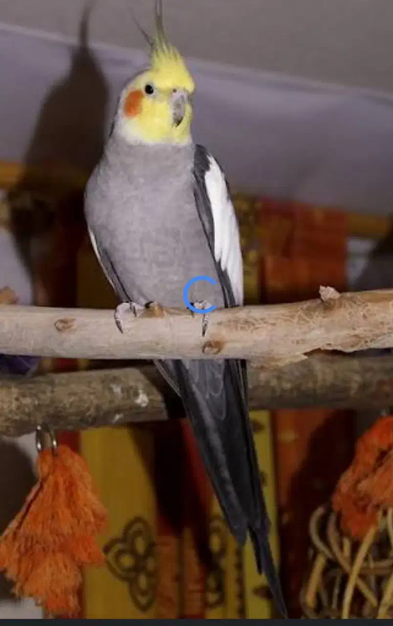 گمشده|حیوانات|خرمآباد, |دیوار