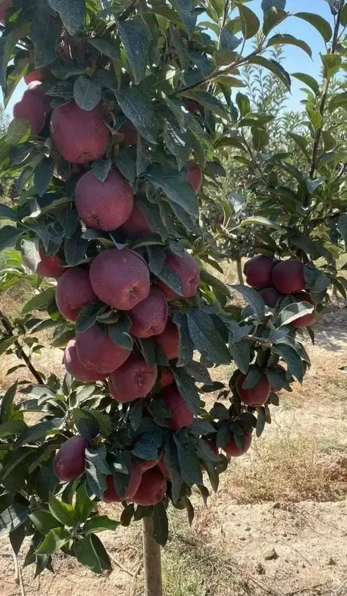 نهالستان سهند بزرگترین تولید کننده نهال|خدمات باغبانی و درختکاری|یزد, |دیوار