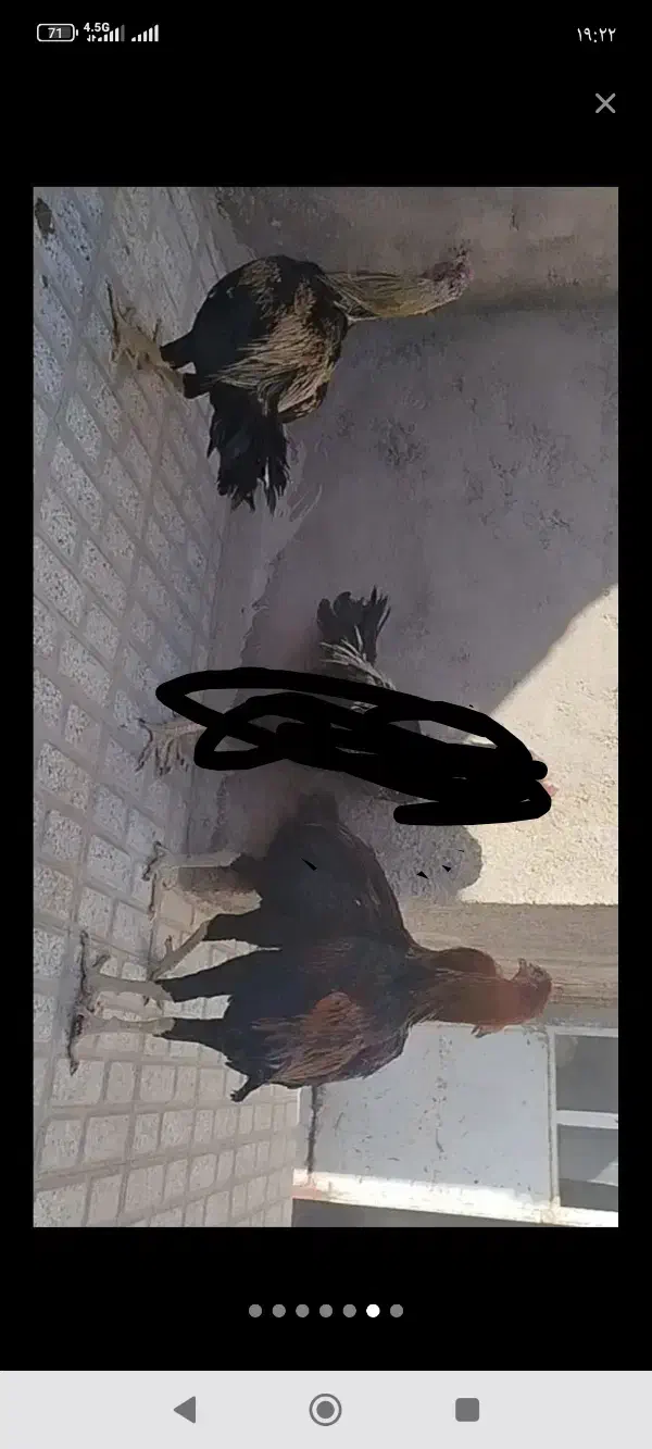 خروس لاری اصل قلم سبز فروشی جوون|حیوانات مزرعه|تربتحیدریه, رباط سفلی|دیوار