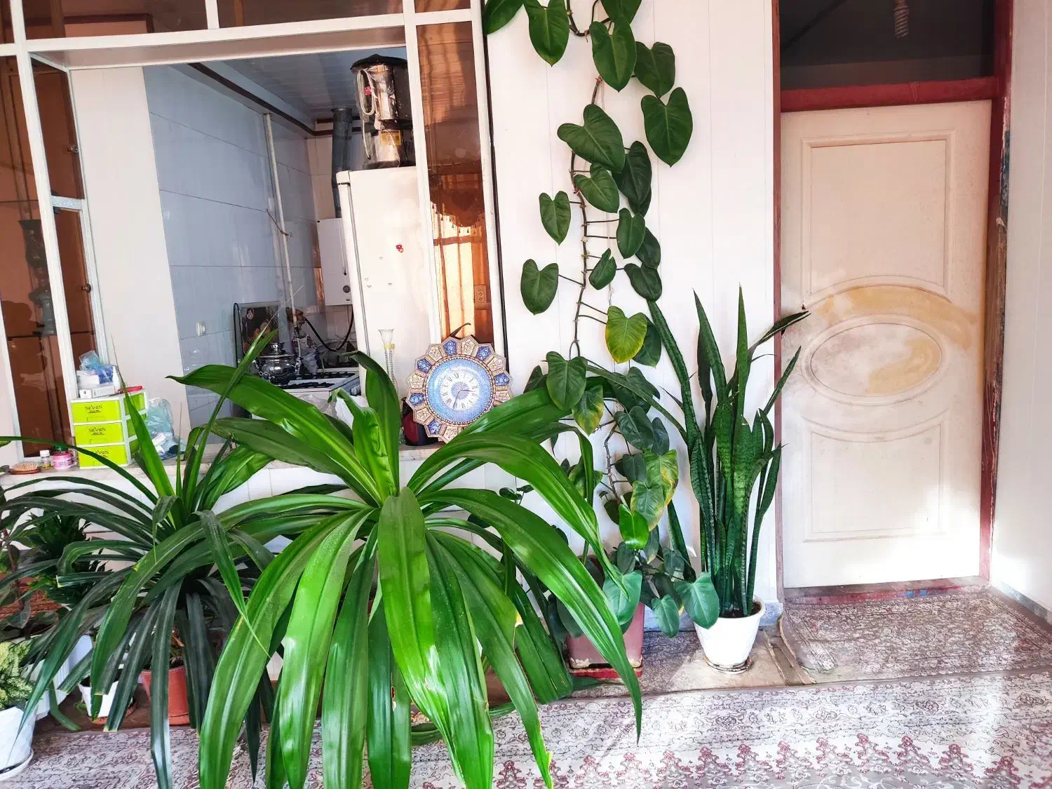 گل گیاه|گل و گیاه طبیعی|زیباشهر, |دیوار