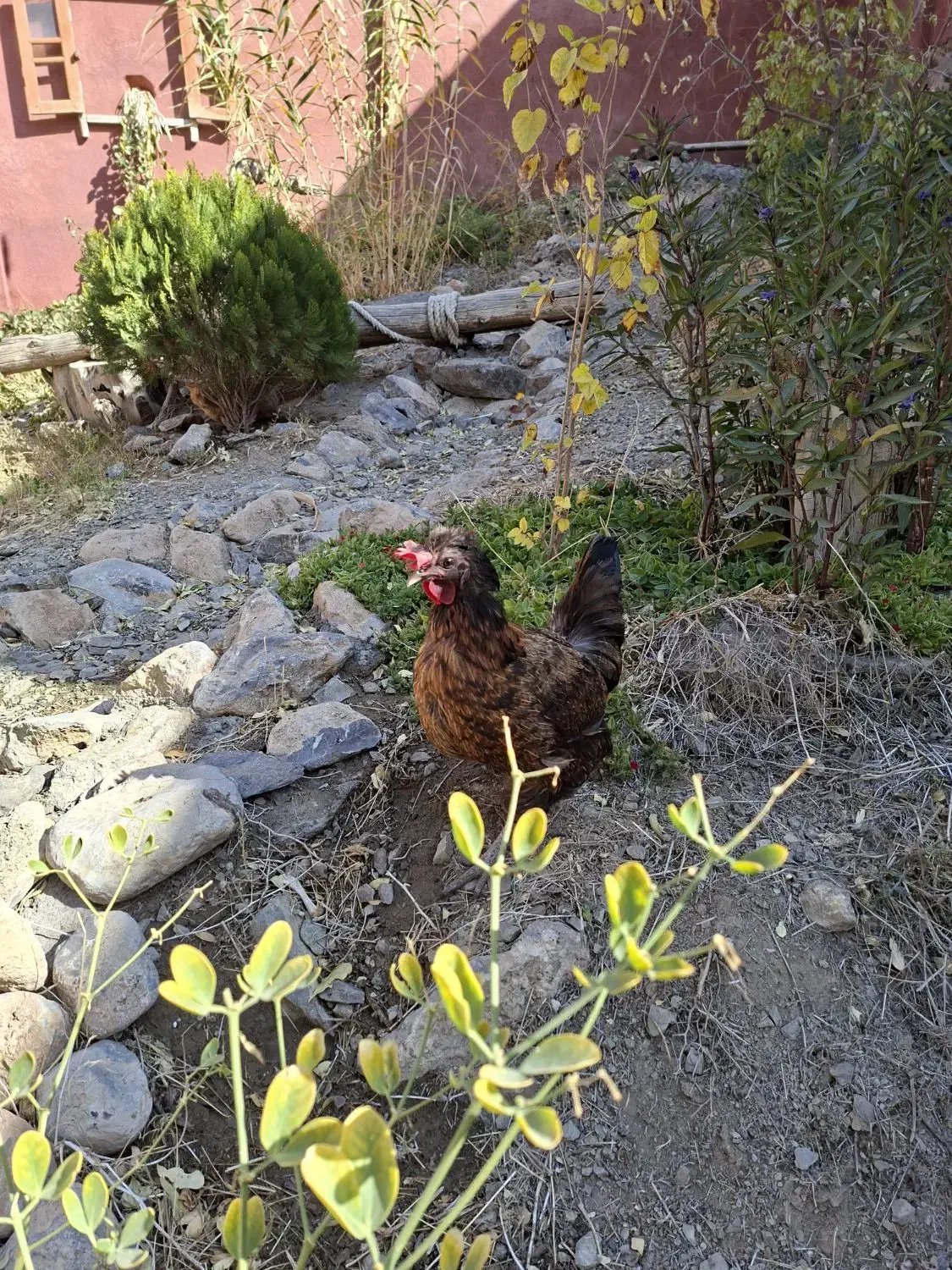 مرغ وخروس|حیوانات مزرعه|باغ بهادران, |دیوار