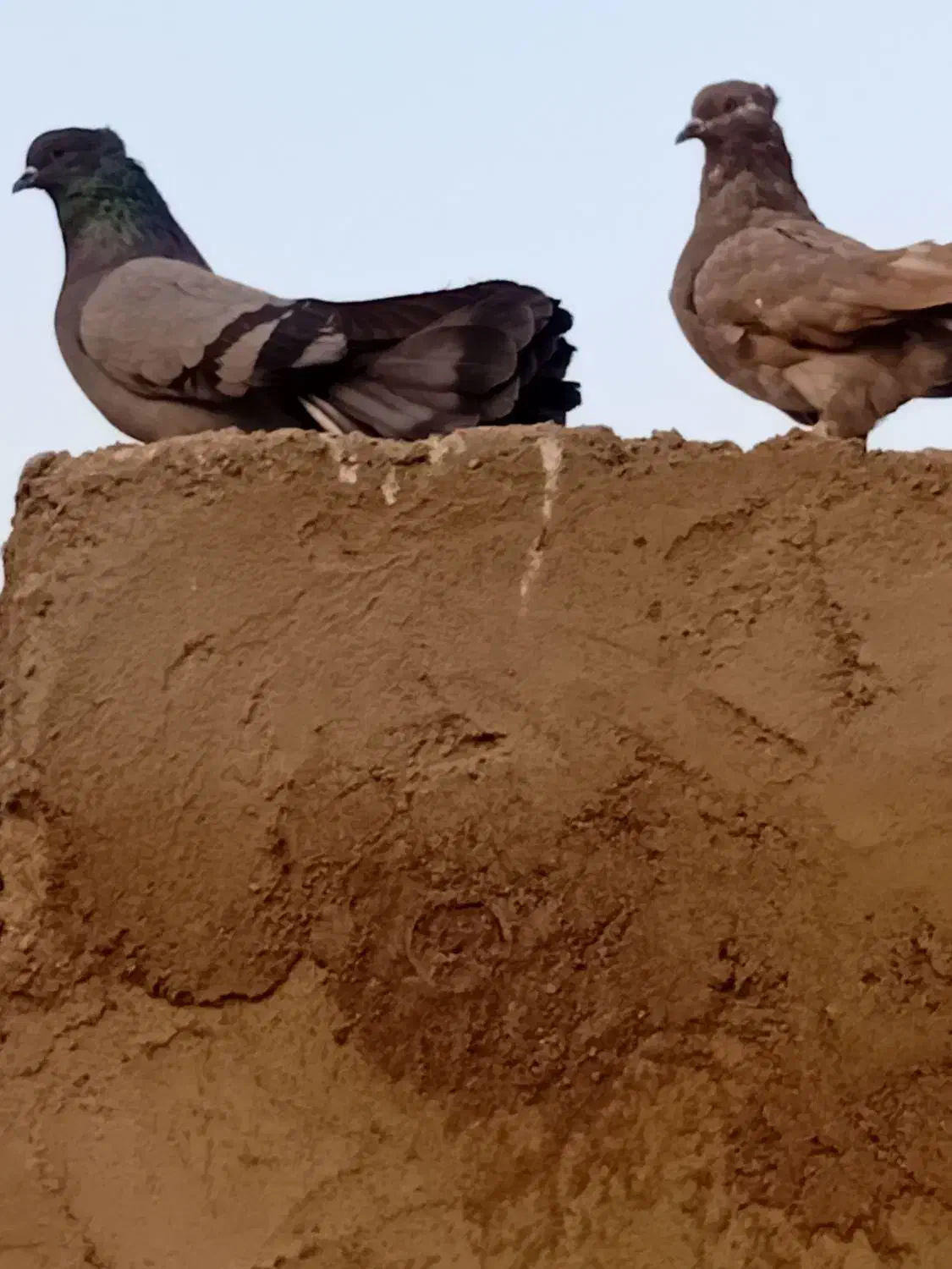 کبوتر|پرنده|نقده, |دیوار