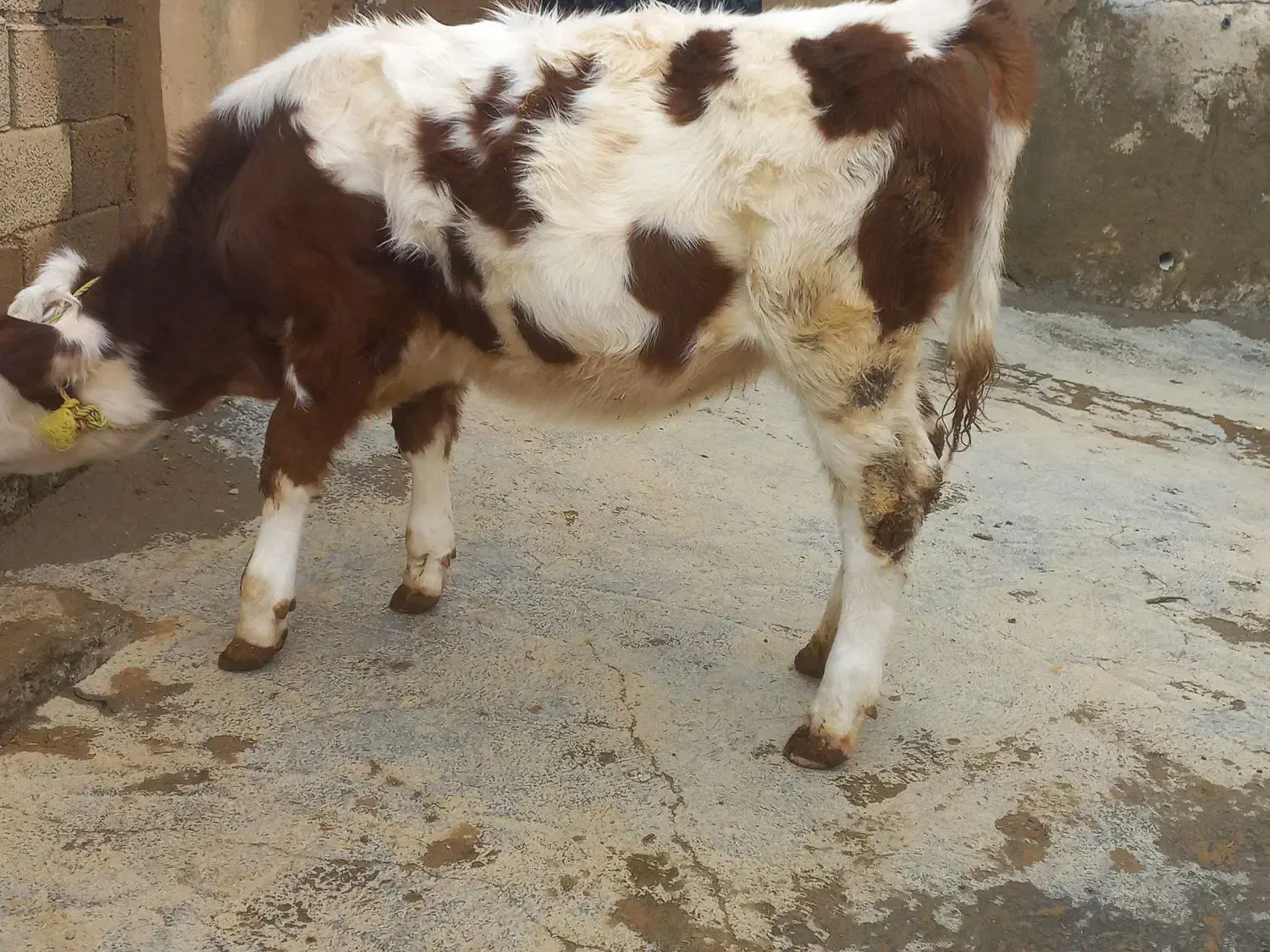 گوساله ماده سیمینتال|حیوانات مزرعه|دیواندره, |دیوار