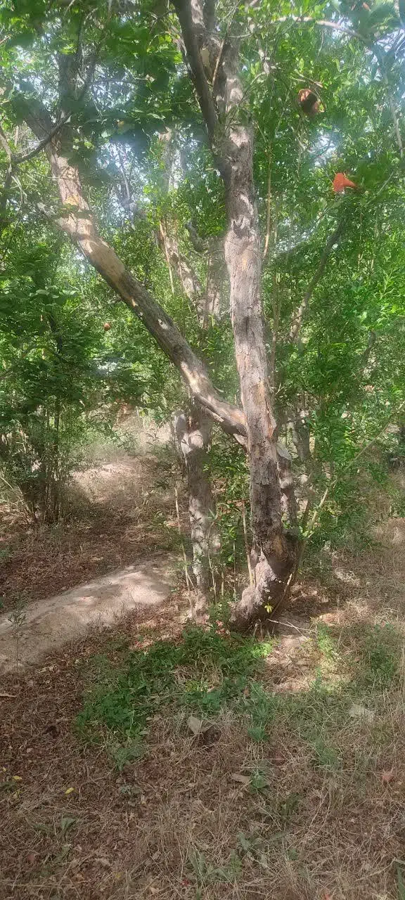 باغ 309متری در اسلامیه فروش فوری|فروش دفتر صنعتی، کشاورزی، تجاری|تفت, |دیوار