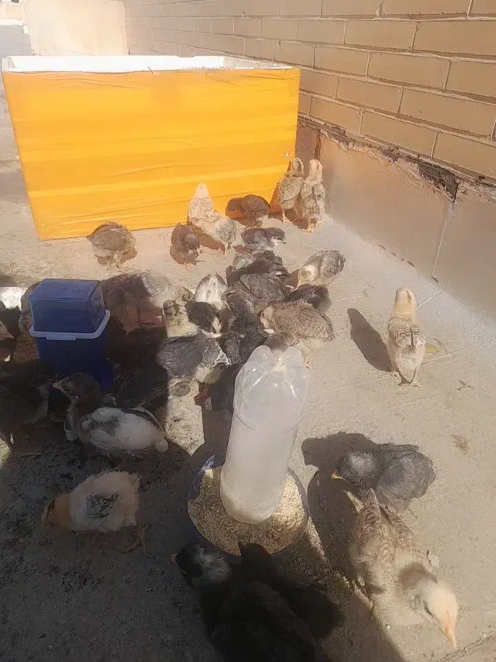 فروش جوجه مرغ محلی|حیوانات مزرعه|یزد, |دیوار