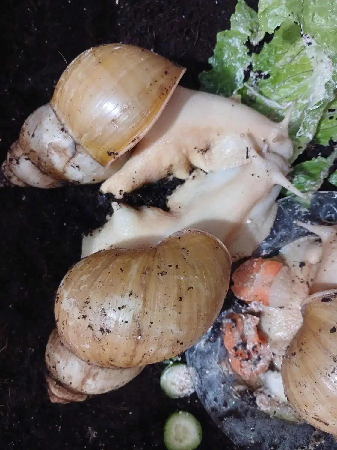 حلزون|خزنده|زنجان, |دیوار