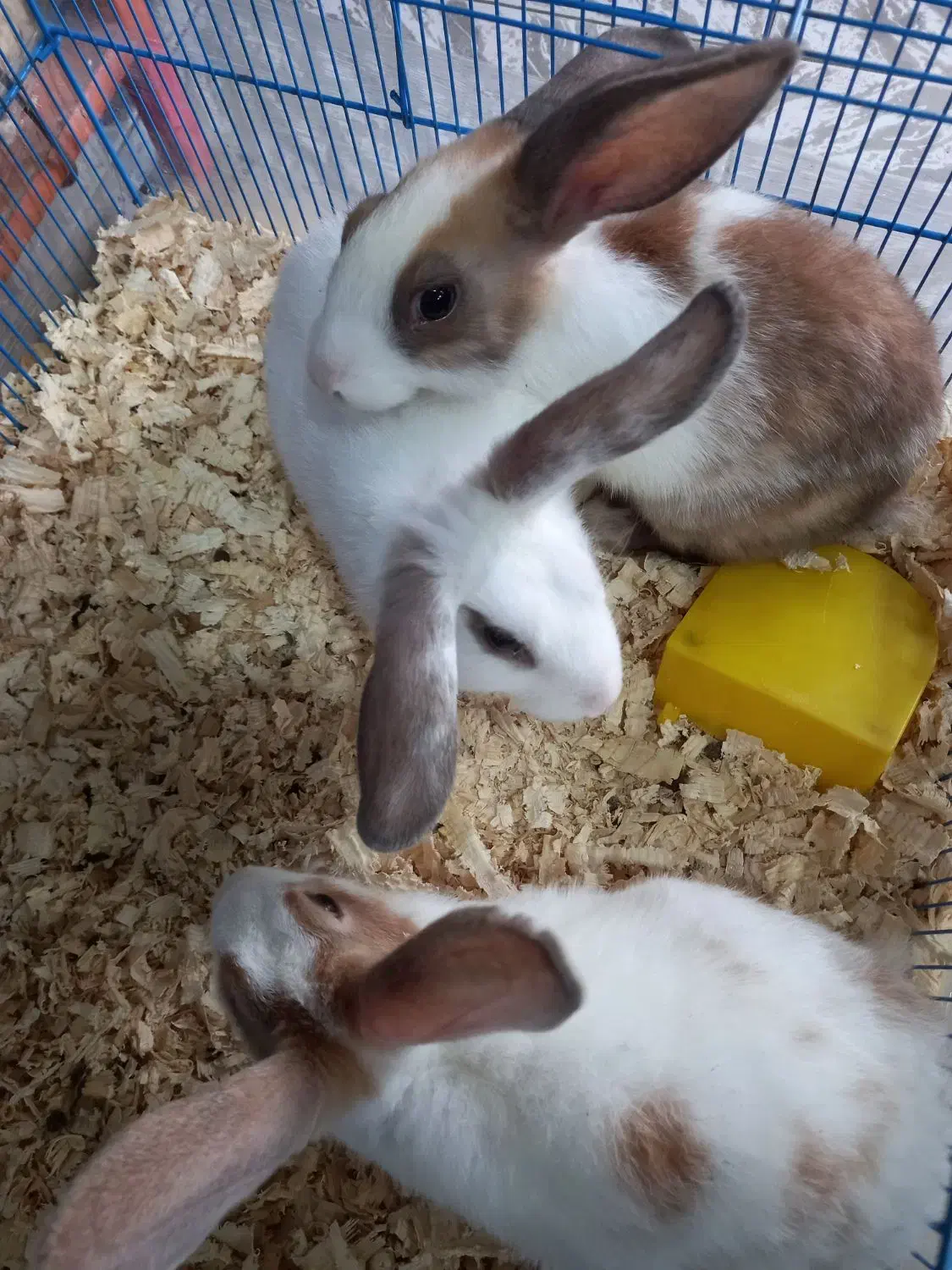 خوکچه هندی فشن و خرگوش نیمچه|موش و خرگوش|نوشهر, |دیوار