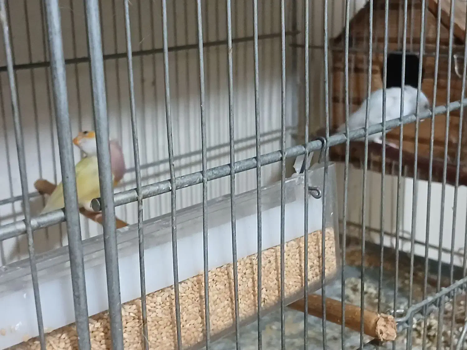 فنج گلدین|پرنده|چهارباغ, |دیوار