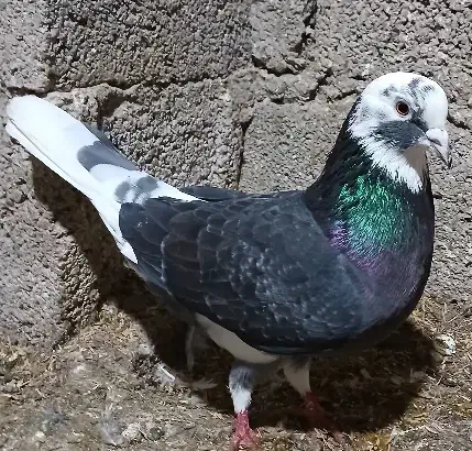 کفتر نر شازده|پرنده|گوراب زرمیخ, |دیوار