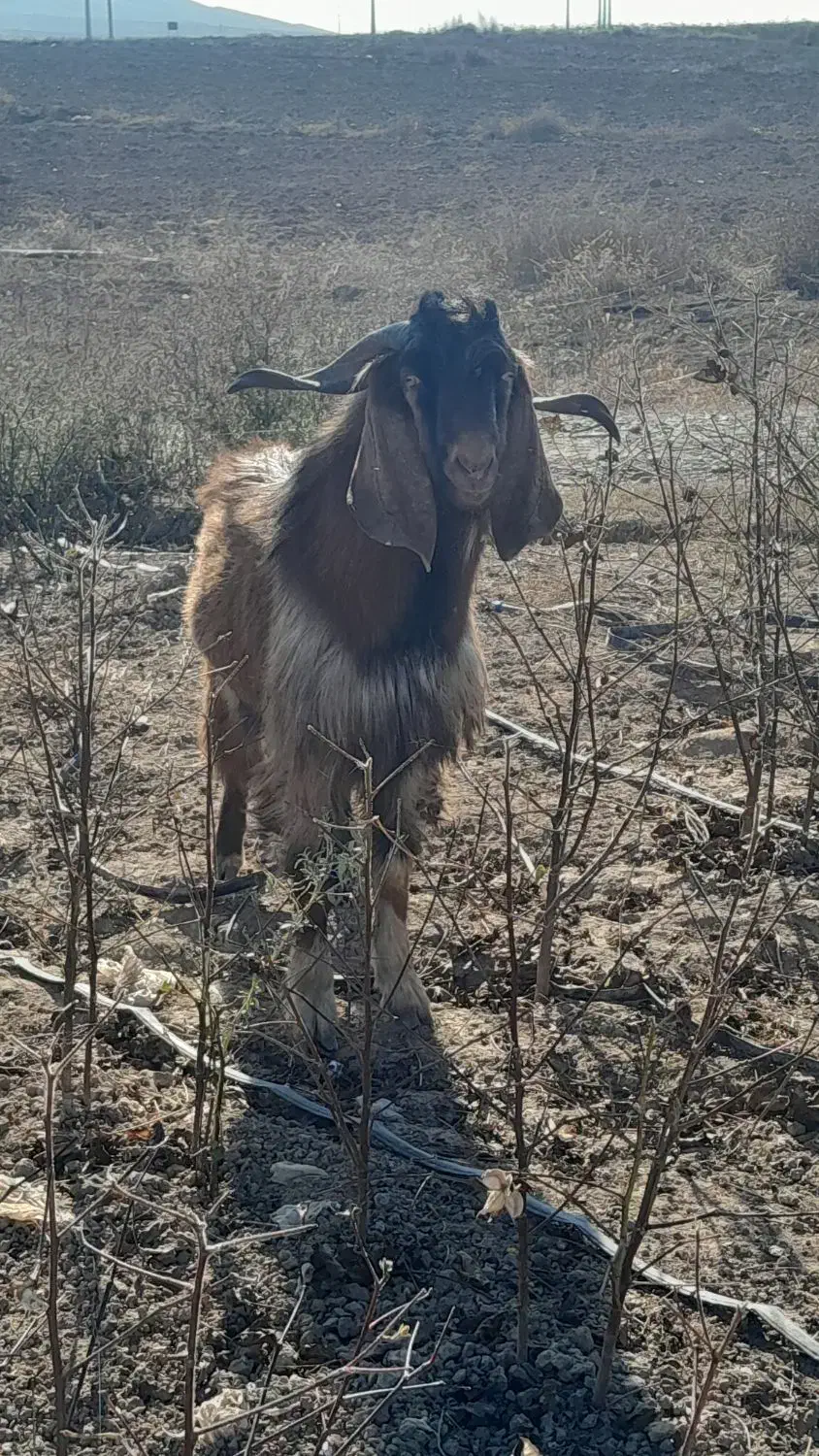 بز‌نر‌دامازدخ|حیوانات مزرعه|اصلاندوز, |دیوار