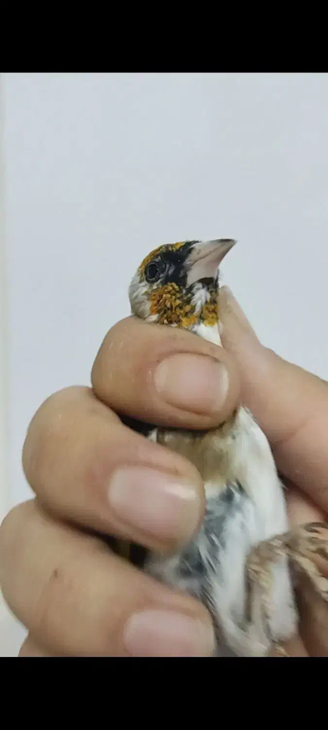 سهره چند نشون|پرنده|تهران, مینای شمالی (مخبر)|دیوار