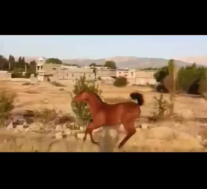 کره مادیان درجه یک وآینده دار|اسب و تجهیزات اسب‌سواری|یاسوج, |دیوار