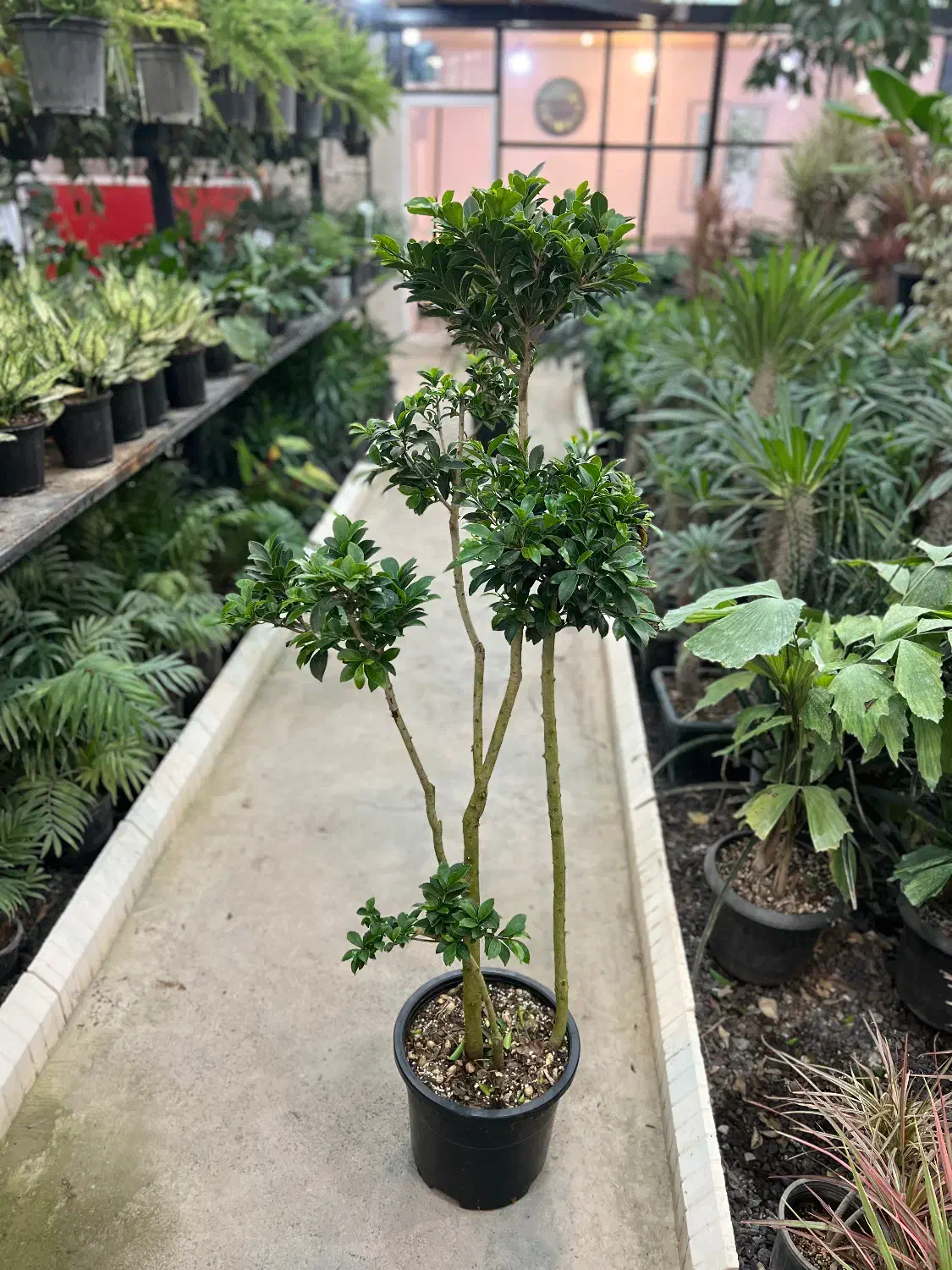 فیکوس رتوزا|گل و گیاه طبیعی|رشت, بیجارپس|دیوار