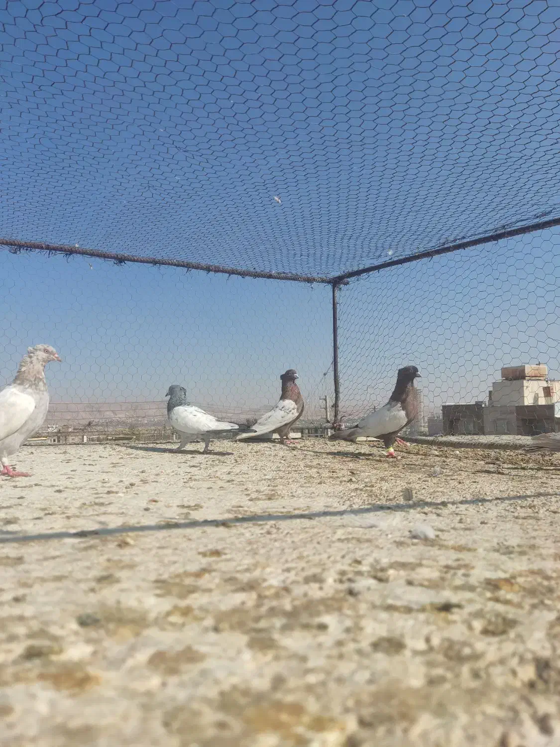 کفتر|پرنده|شیراز, شهرک گلستان|دیوار