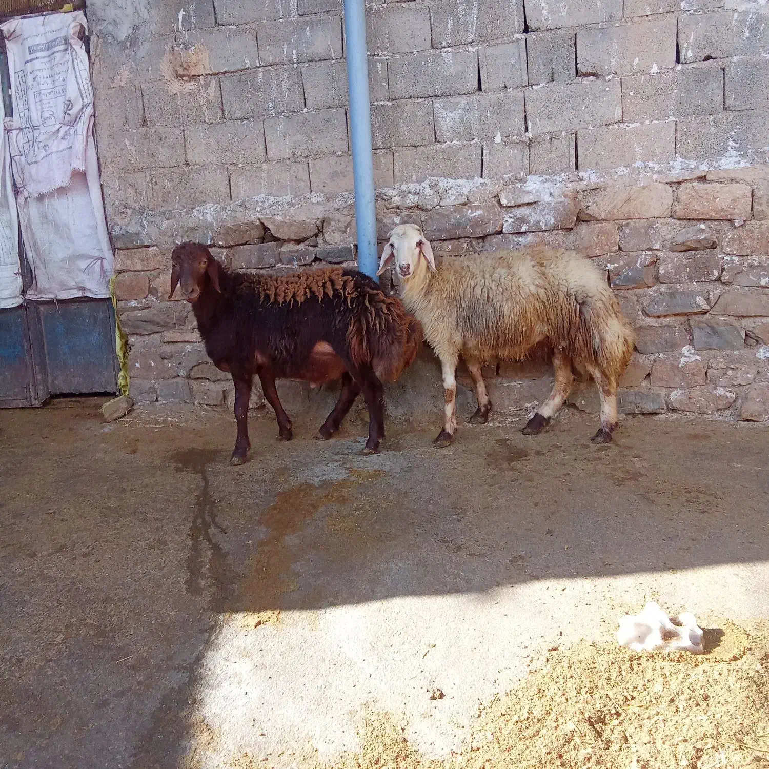 بره قوچ|حیوانات مزرعه|شیروان (لرستان), |دیوار