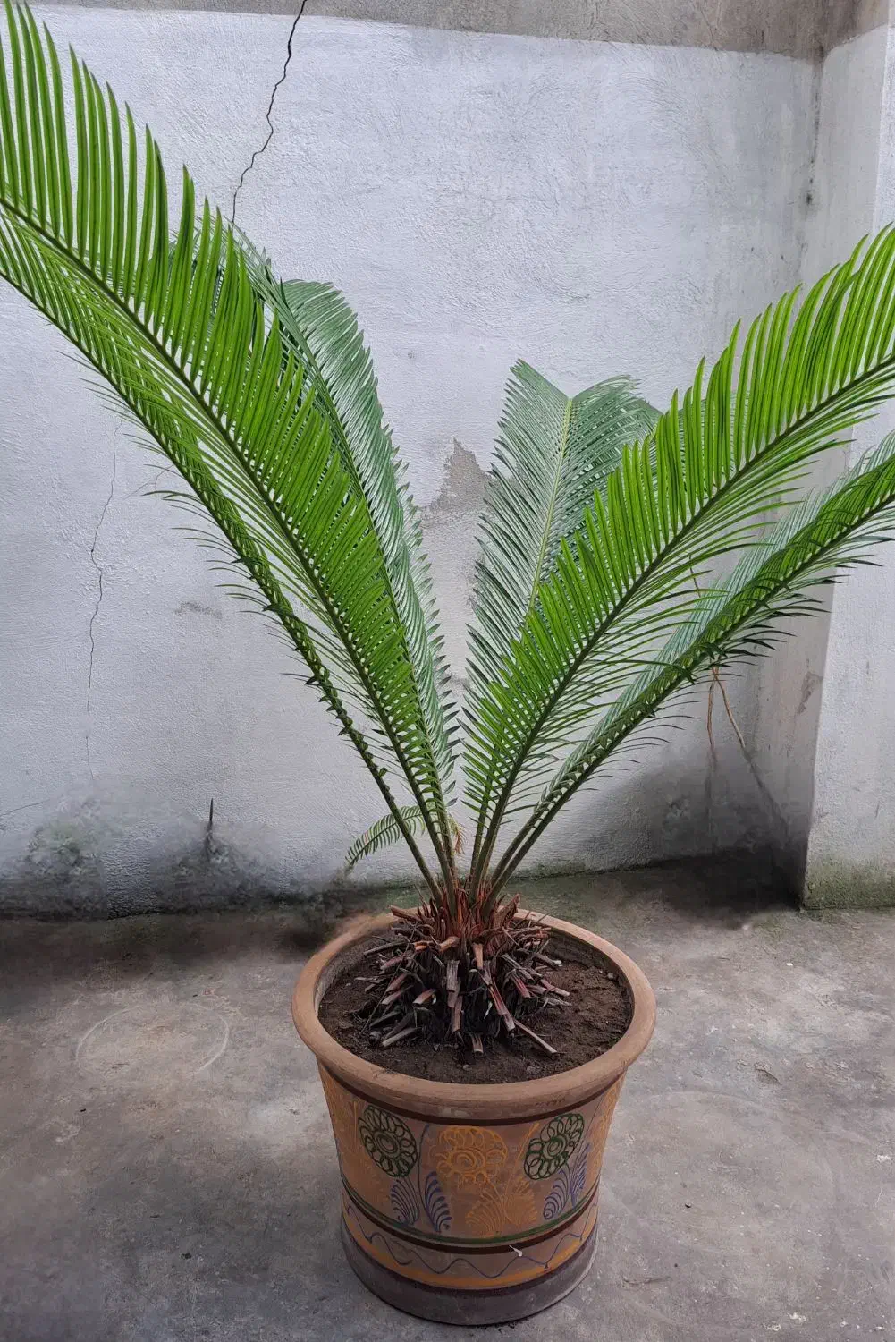 گل سیکاس ودرخت آواکادو|گل و گیاه طبیعی|رشت, حمیدیان|دیوار