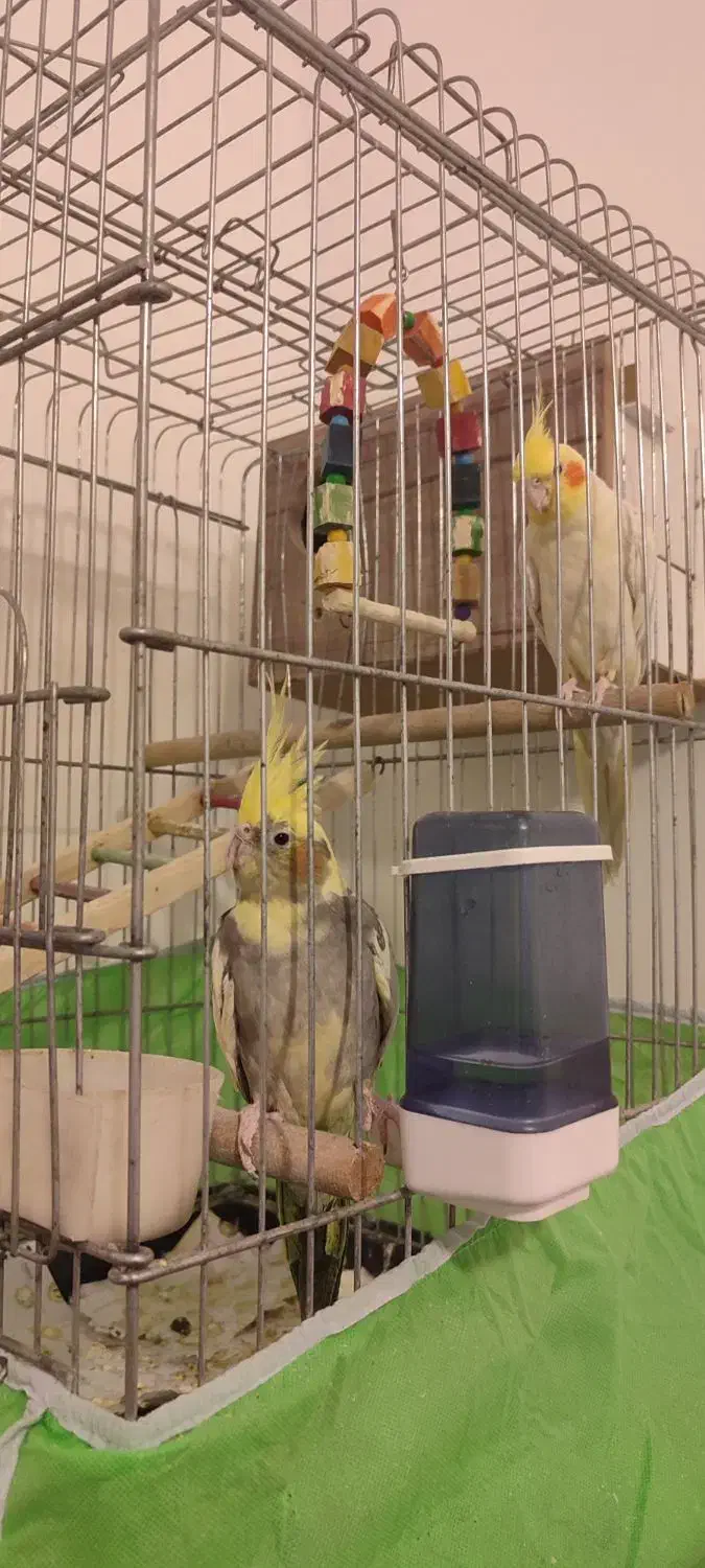 ۴ تا جوجه عروس دونخور نر و ماده|پرنده|قم, نخودی|دیوار