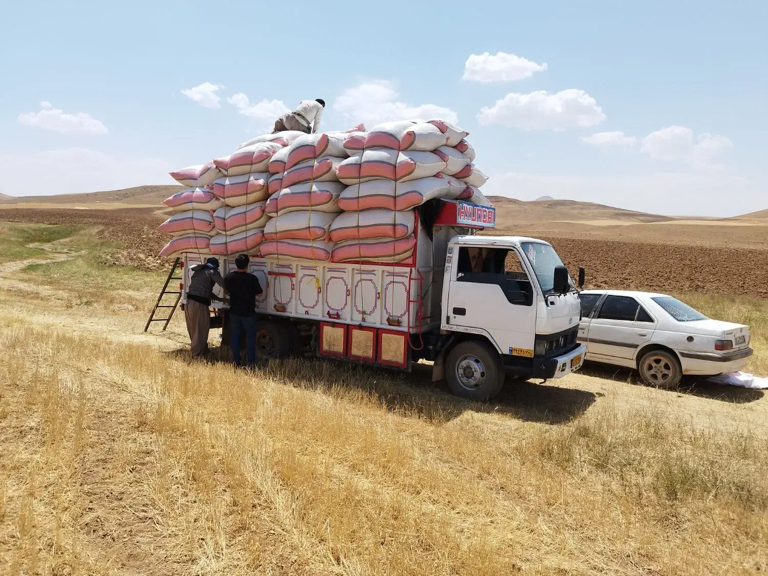 کاه درجه یک کردستان|حیوانات مزرعه|رشت, نامجو|دیوار