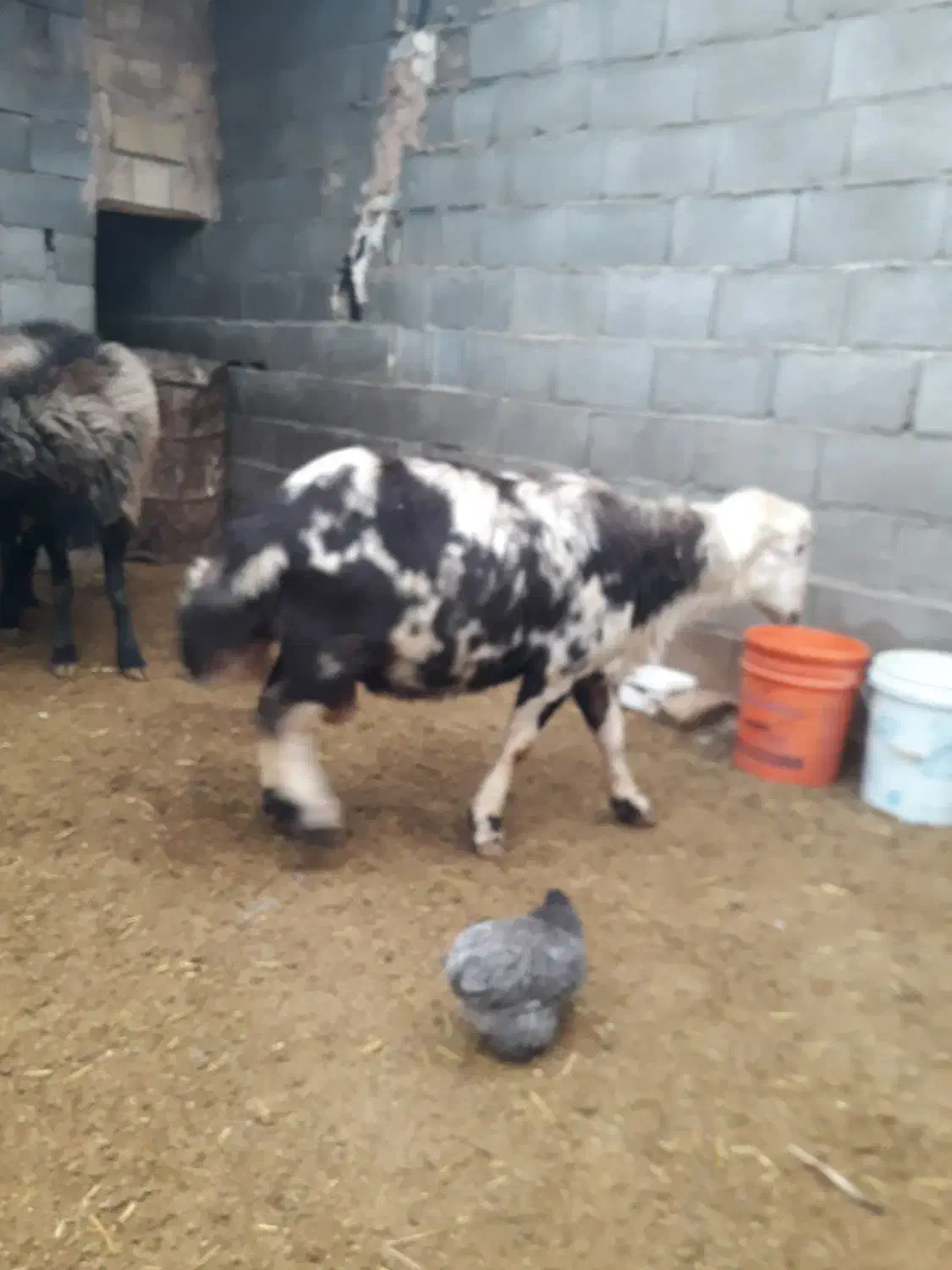 قوچ.میش.بره.|حیوانات مزرعه|مبارکه, |دیوار