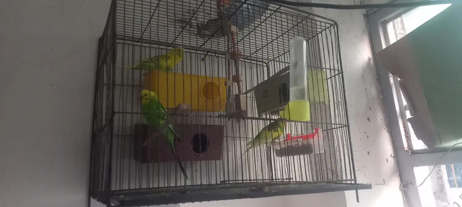 مرغ عشق .|پرنده|رشت, جماران|دیوار