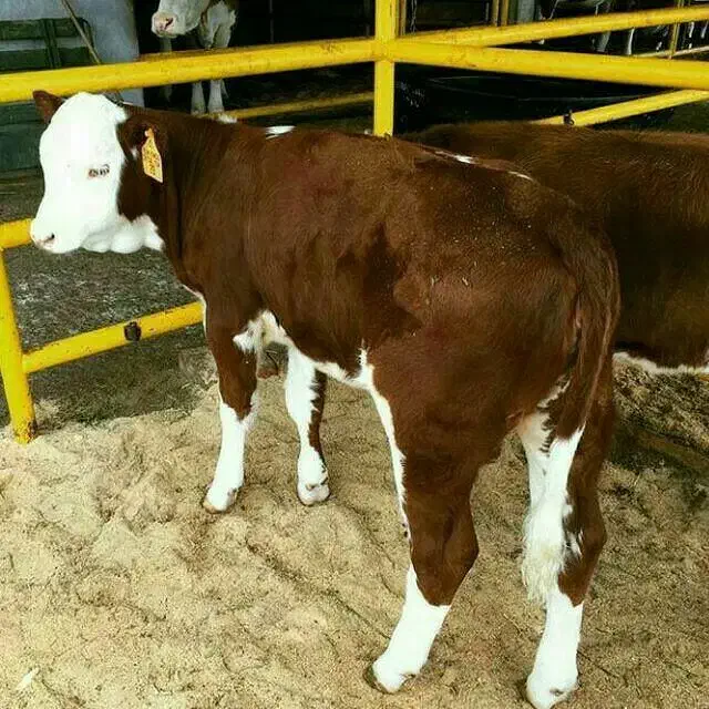 گوساله درجه یک اصیل|حیوانات مزرعه|مرودشت, ژیان|دیوار