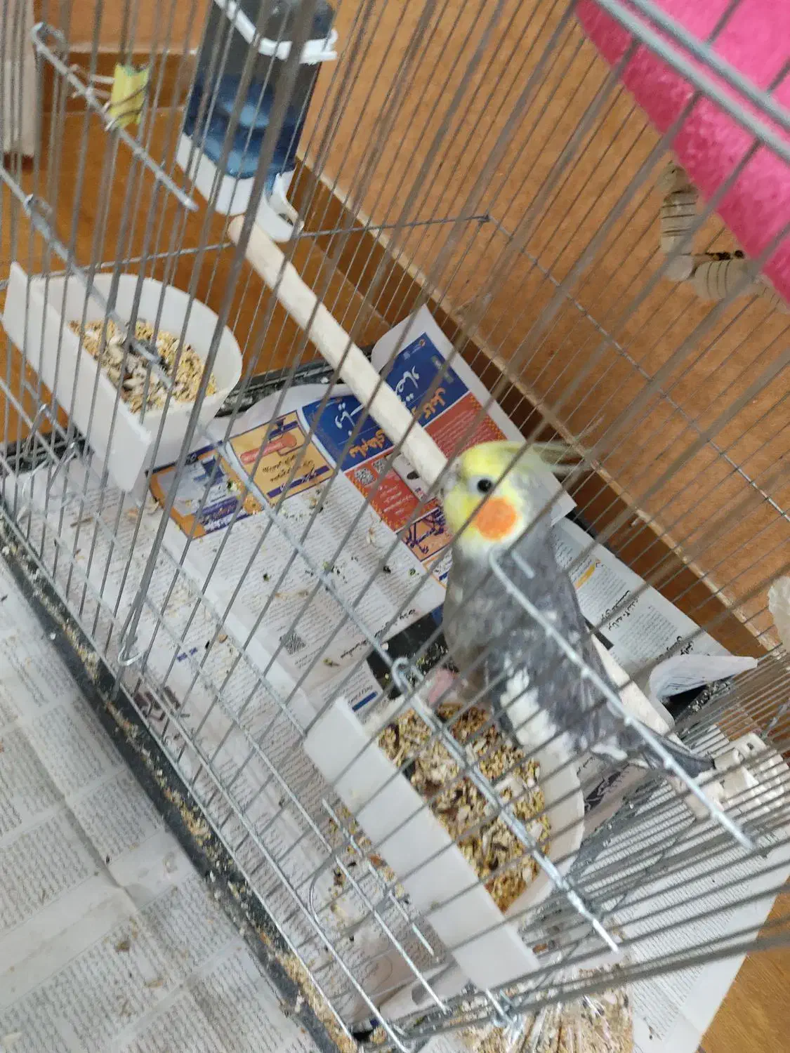 عروس هلندی|پرنده|رشت, کاکتوس|دیوار