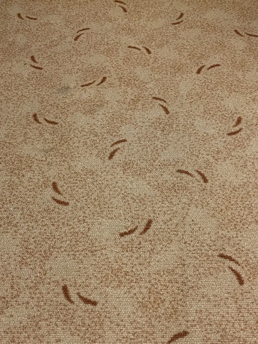 پالاز موکت|موکت|رودسر, |دیوار