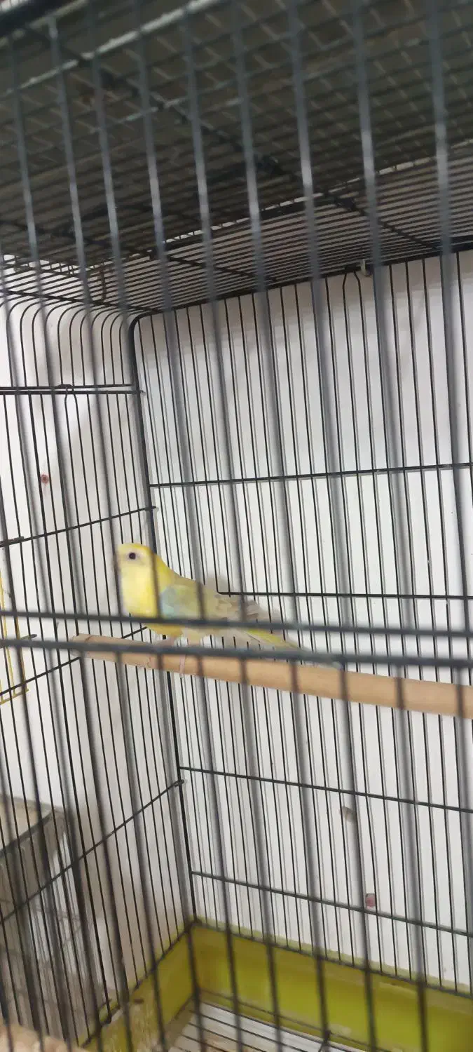 ماده طوطی آوازه خوان|پرنده|اصفهان, مهدی آباد|دیوار