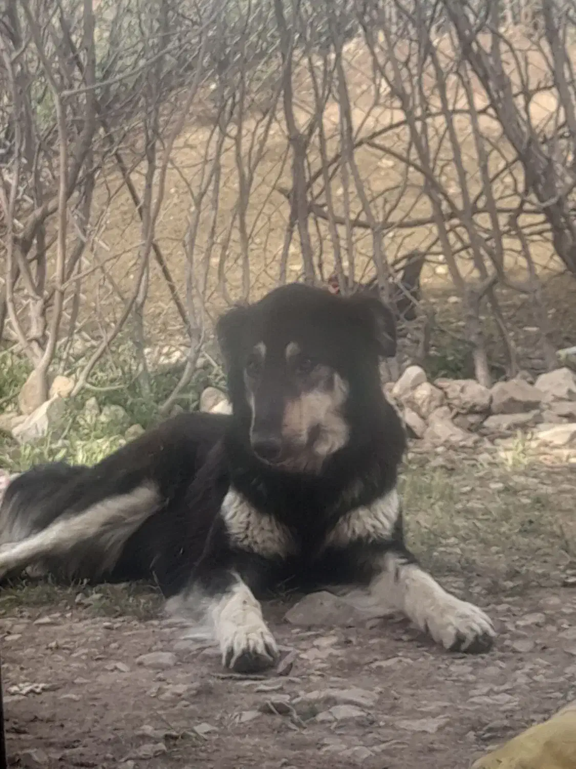 سگ گمشده|سگ|سیوان, |دیوار