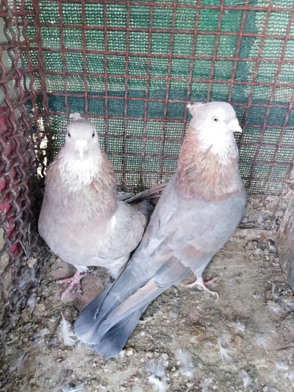 2جفت کفتر|پرنده|شاهین‌شهر, مورچه خورت|دیوار