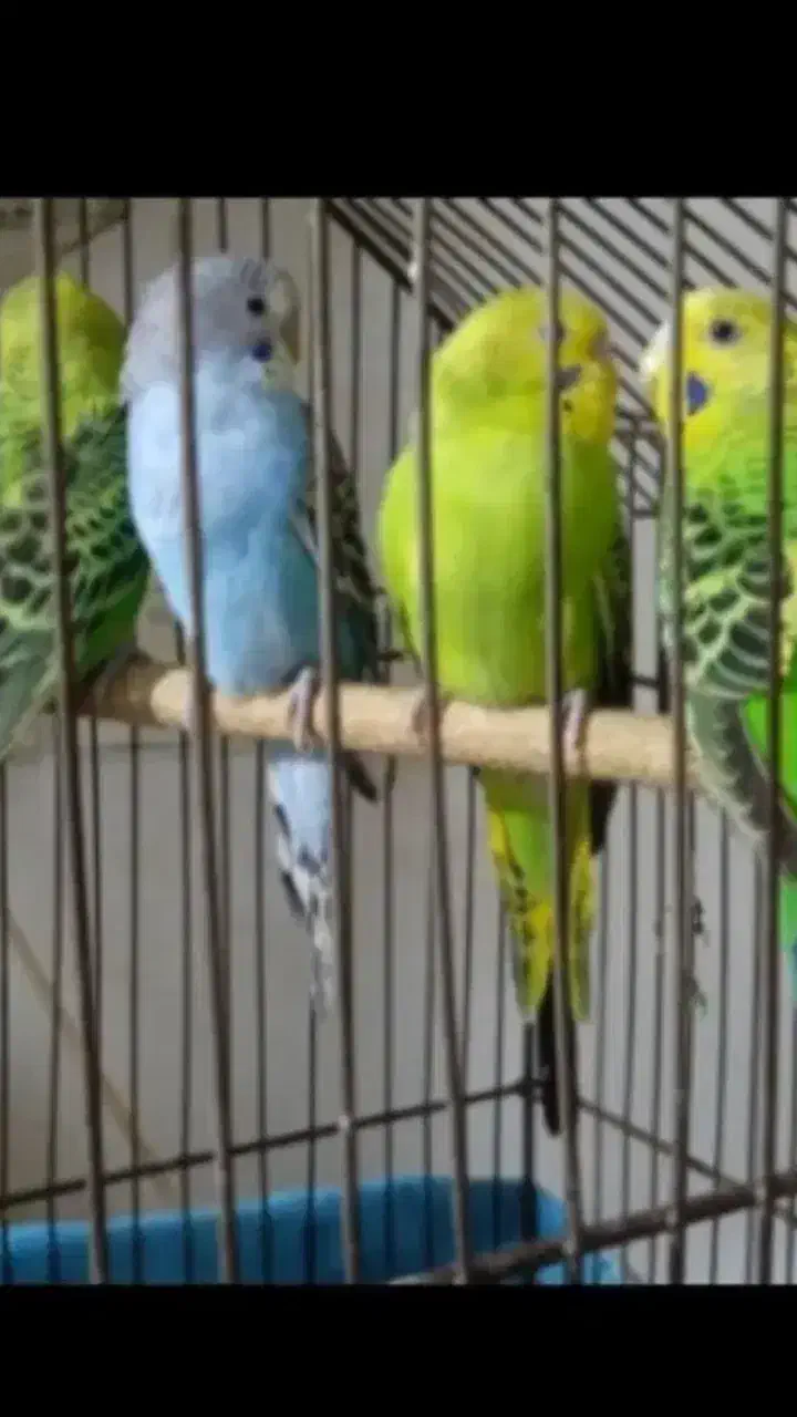 مرغ عشق سالم و قفس|پرنده|رشت, استقامت ۲|دیوار